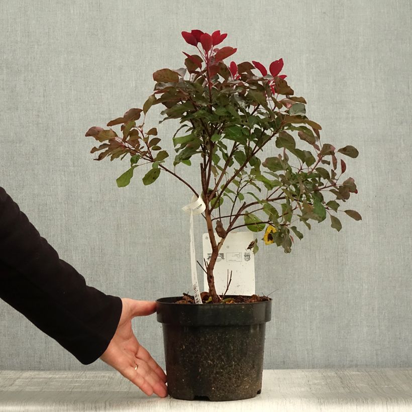 Ejemplar de Árbol de las pelucas Dusky Maiden - Cotinus coggygria Maceta 3L/4L entregado en otoño