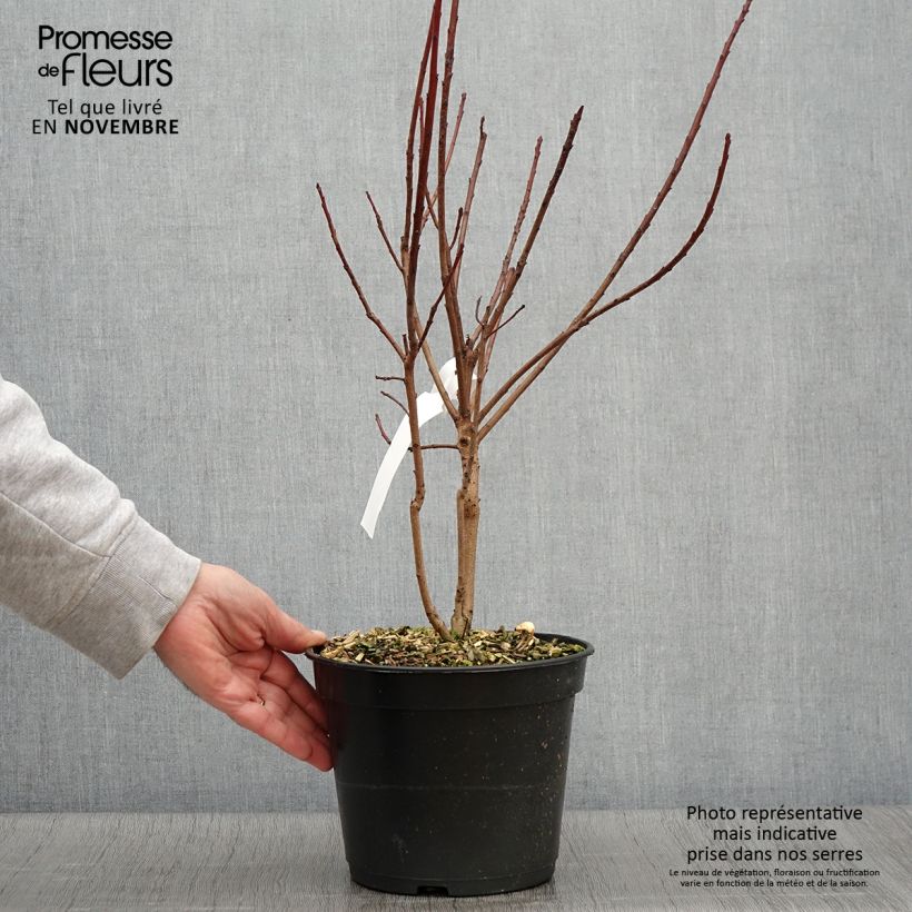 Ejemplar de Árbol de las pelucas Flamissimo - Cotinus coggygria Maceta 3L/4L entregado en otoño