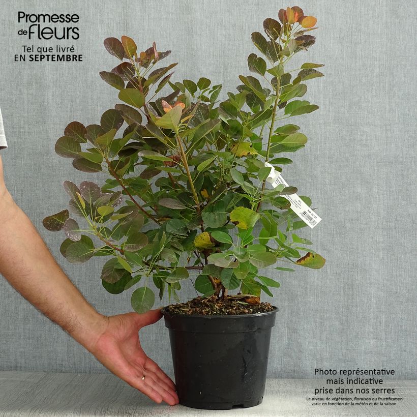 Ejemplar de Árbol de las pelucas Flamissimo - Cotinus coggygria Maceta 4L/5LAltura de entrega aprox. 40/50cm entregado en verano