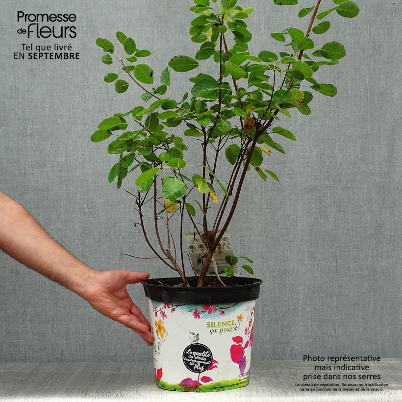 Ejemplar de Árbol de las pelucas Golden Lady - Cotinus coggygria Maceta 7,5L/10L entregado en otoño