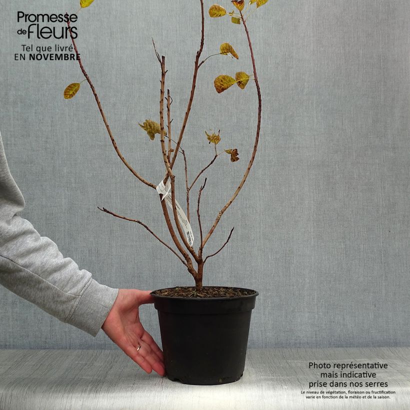 Ejemplar de Árbol de las pelucas Golden Lady - Cotinus coggygria Maceta 3L/4L entregado en otoño