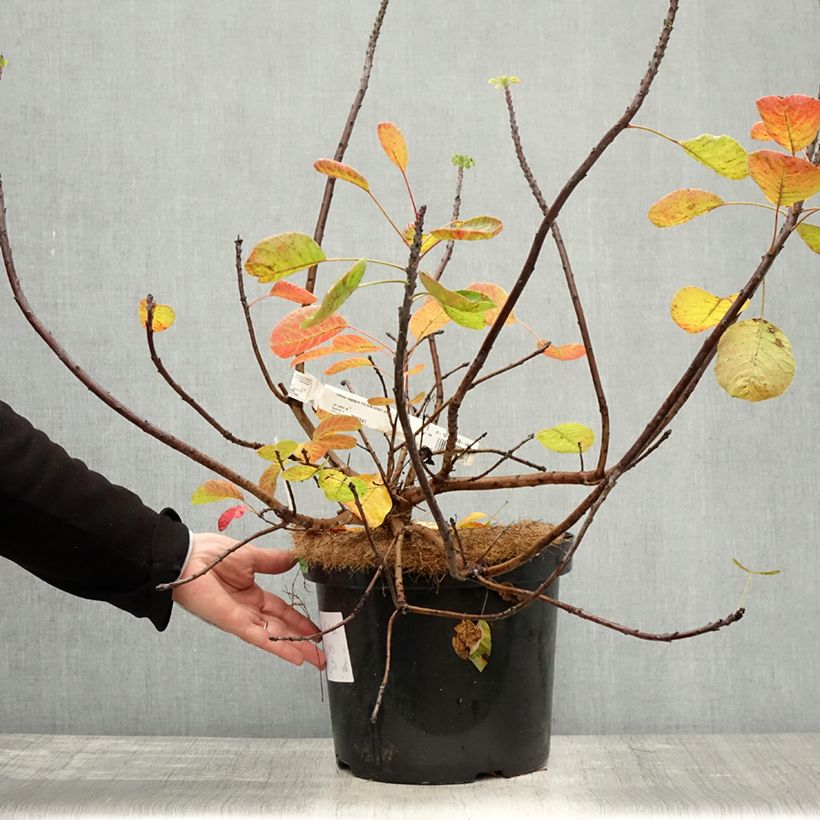 Ejemplar de Árbol de las pelucas Golden Spirit - Cotinus coggygria Maceta 7,5L/10L entregado en otoño