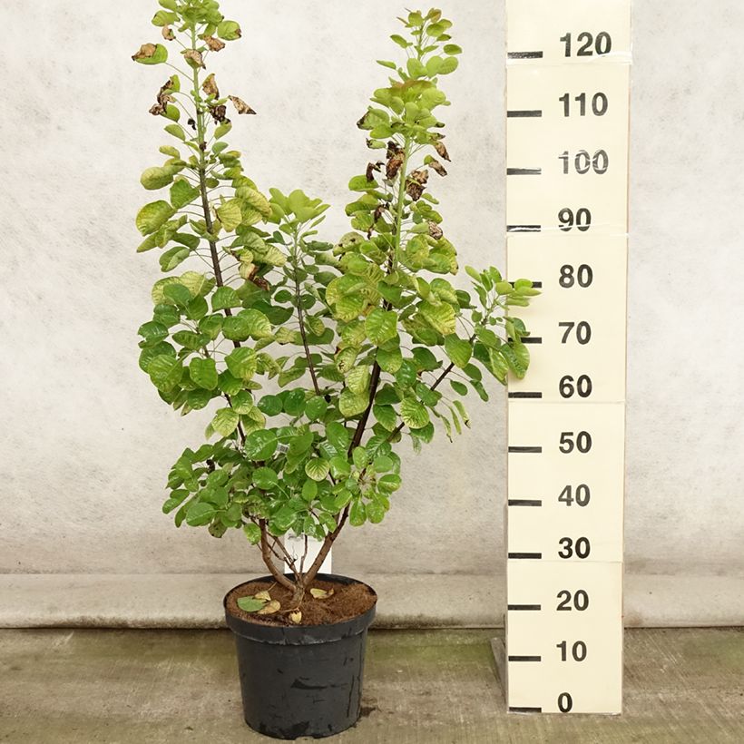Ejemplar de Árbol de las pelucas Golden Spirit - Cotinus coggygria Maceta 7,5L/10LAltura de entrega aprox. 140/150cm entregado en verano