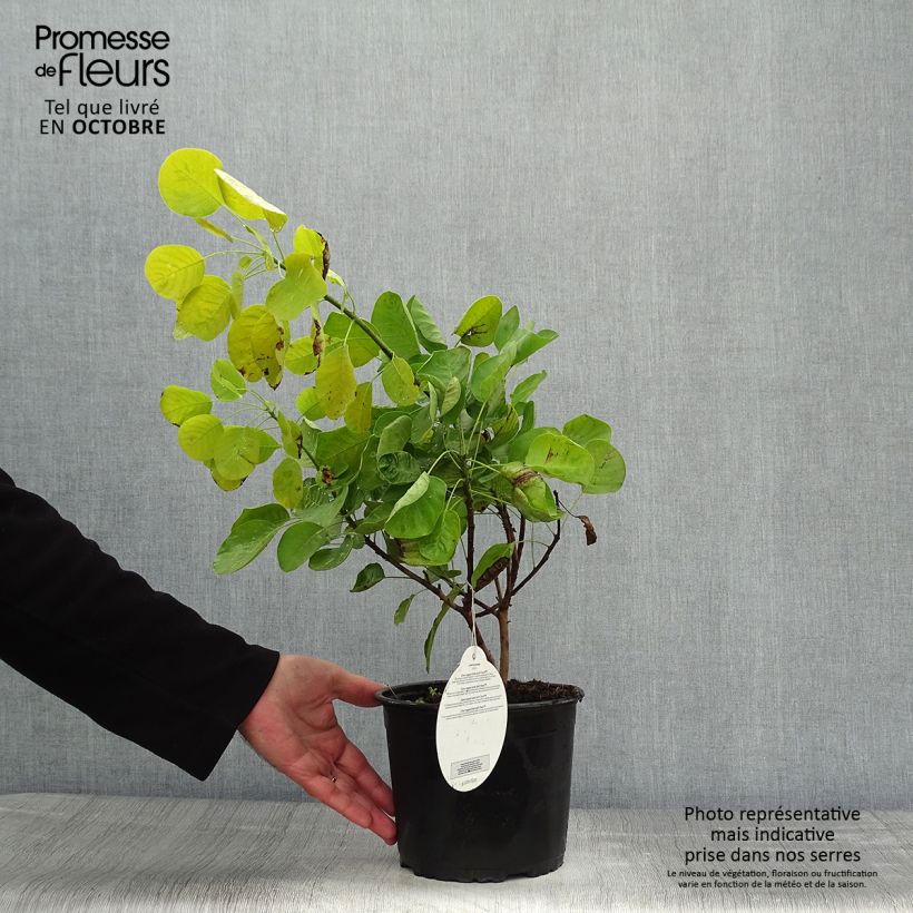 Ejemplar de Árbol de las pelucas Golden Spirit - Cotinus coggygria Maceta 2L/3L entregado en otoño