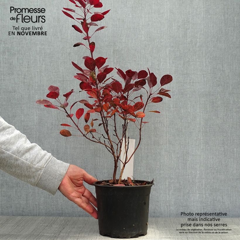 Ejemplar de Árbol de las pelucas Lilla - Cotinus coggygria Maceta 3L/4L entregado en otoño