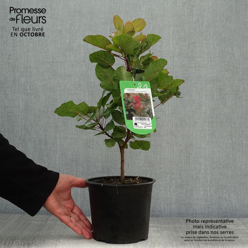 Ejemplar de Árbol de las pelucas Old Fashioned - Cotinus coggygria Maceta 3L/4L entregado en otoño