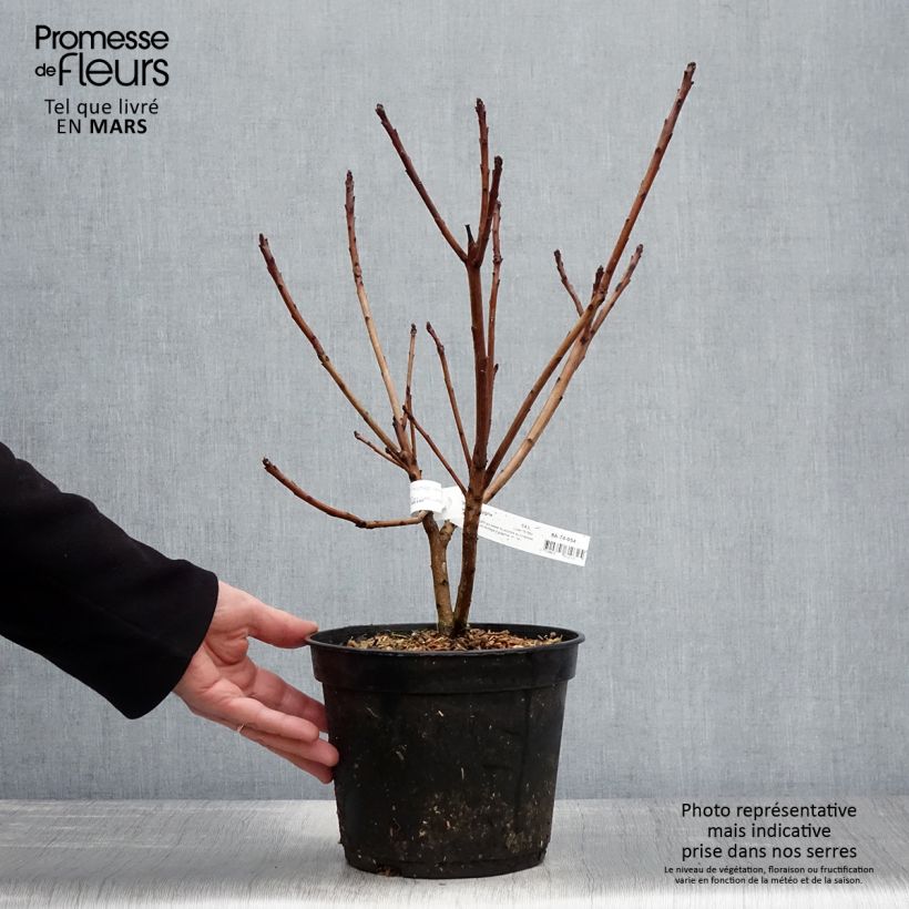Árbol de las pelucas Old Fashioned - Cotinus coggygria Maceta 3L/4LAltura de entrega aprox. 30/40cm Ejemplar entregado en la primavera
