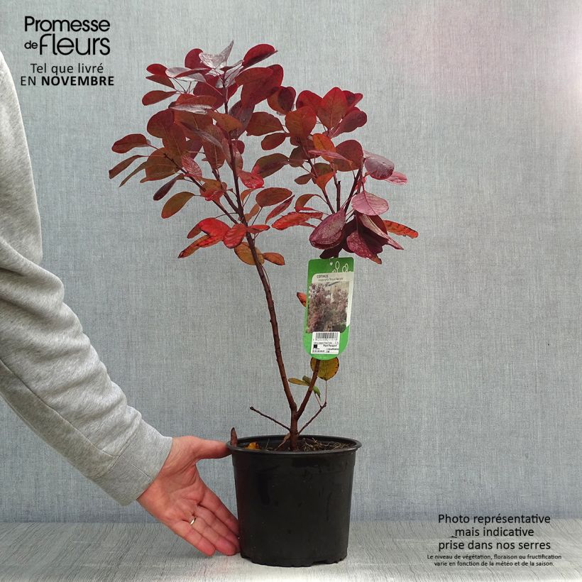 Ejemplar de Árbol de las pelucas Royal Purple - Cotinus coggygria Maceta 2L/3L entregado en otoño