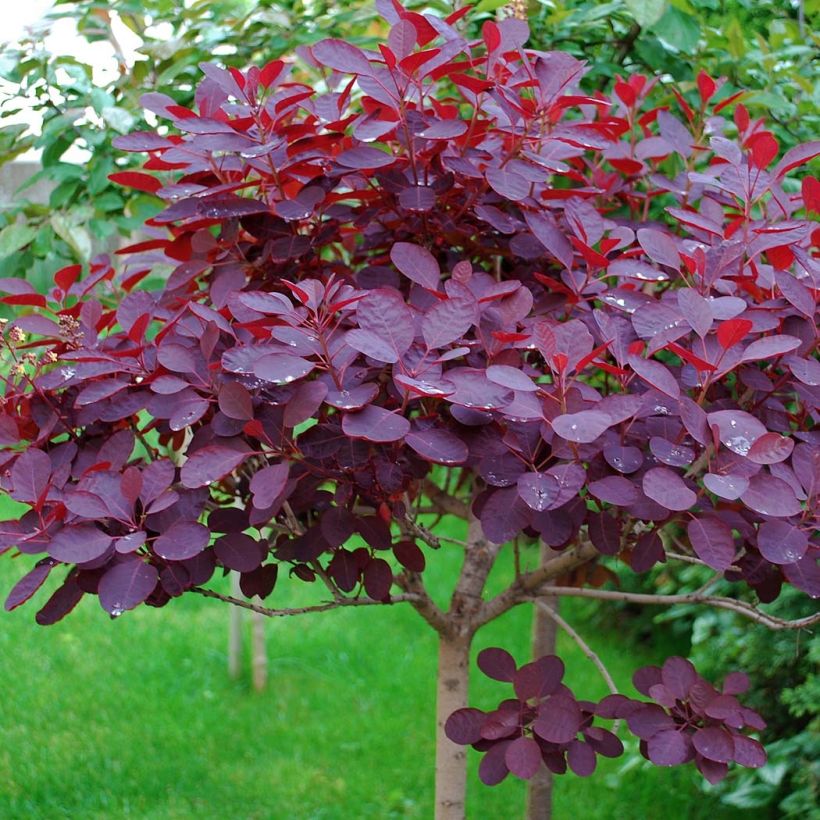 Árbol de las pelucas Royal Purple - Cotinus coggygria (Follaje)