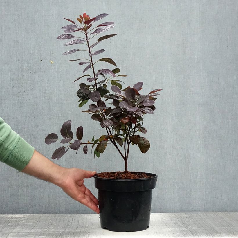 Ejemplar de Árbol de las pelucas Royal Purple - Cotinus coggygria Maceta 4L/5LAltura de entrega aprox. 40/60cm entregado en verano