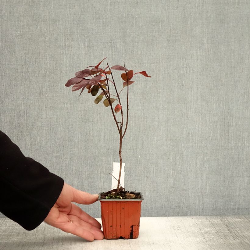 Ejemplar de Árbol de las pelucas Royal Purple - Cotinus coggygria Maceta de 8/9 cm entregado en otoño