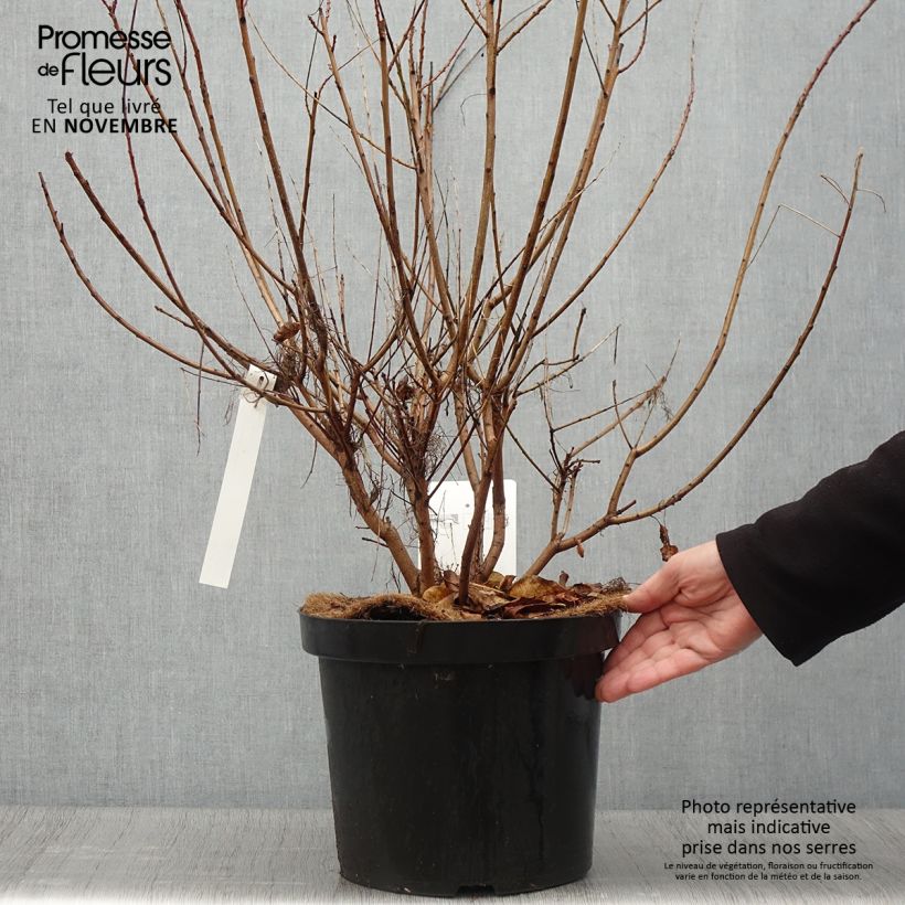 Ejemplar de Árbol de las pelucas Young Lady - Cotinus coggygria Maceta 6L/7L entregado en otoño