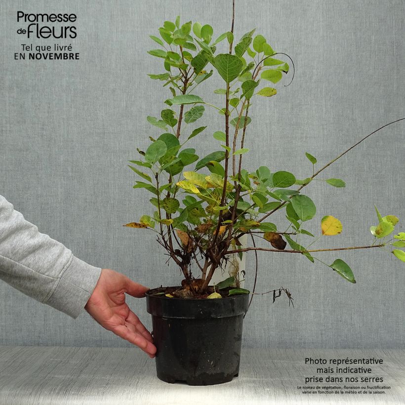 Ejemplar de Árbol de las pelucas Young Lady - Cotinus coggygria Maceta 2L/3L entregado en otoño