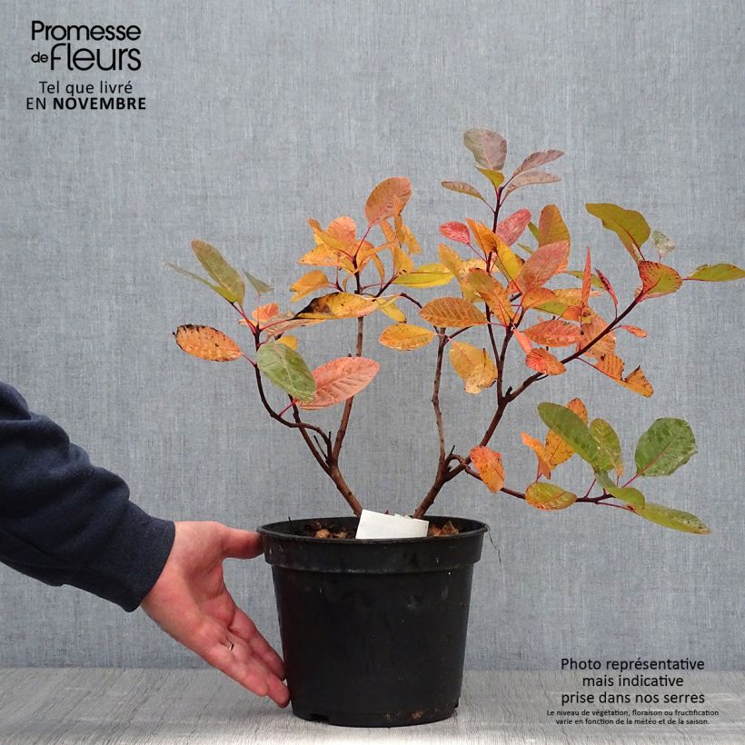 Ejemplar de Cotinus Grace - Árbol de las pelucas Maceta 7,5L/10L entregado en otoño