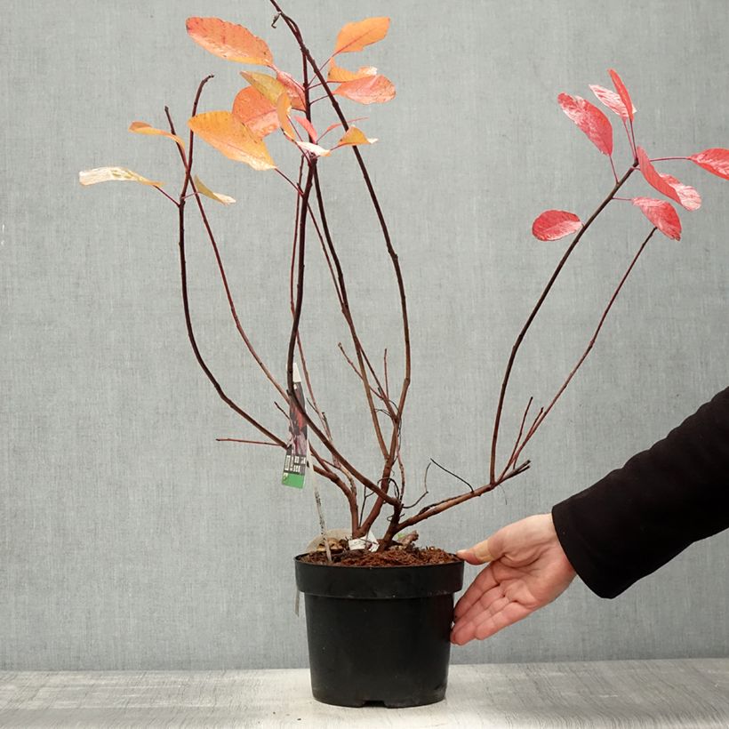 Ejemplar de Cotinus Grace - Árbol de las pelucas Maceta 2L/3L entregado en otoño