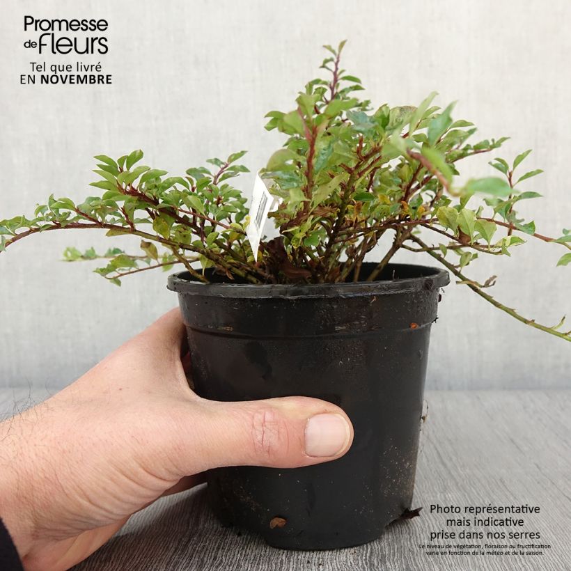 Ejemplar de Cotoneaster adpressus Maceta 1,5L/2L entregado en otoño