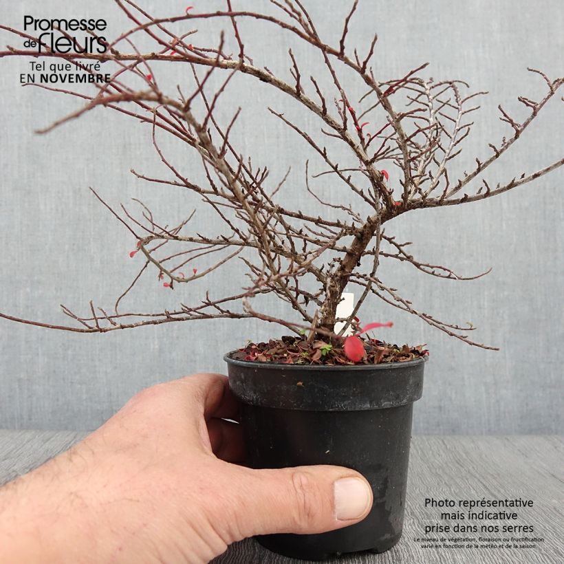 Ejemplar de Cotoneaster adpressus Little Gem Maceta de 10 cm/11 cm entregado en otoño