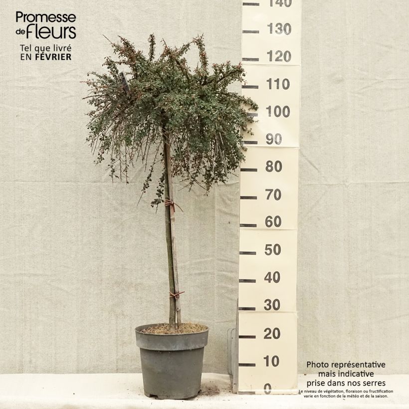 Cotoneaster congestus Maceta 7,5L/10L Ejemplar entregado en invierno