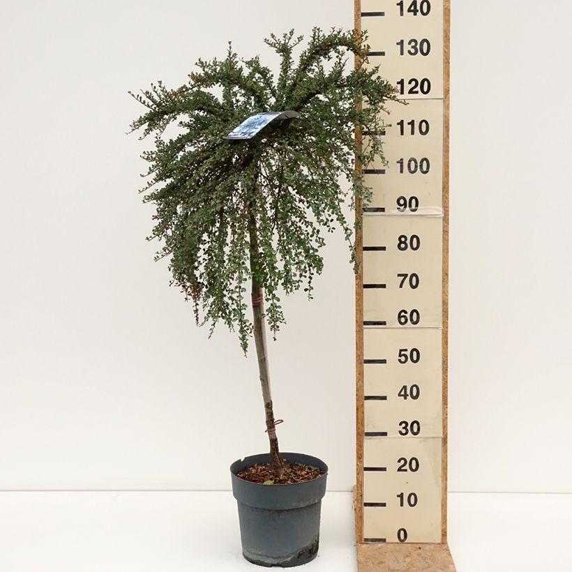 Ejemplar de Cotoneaster congestus Maceta 7,5L/10L entregado en verano
