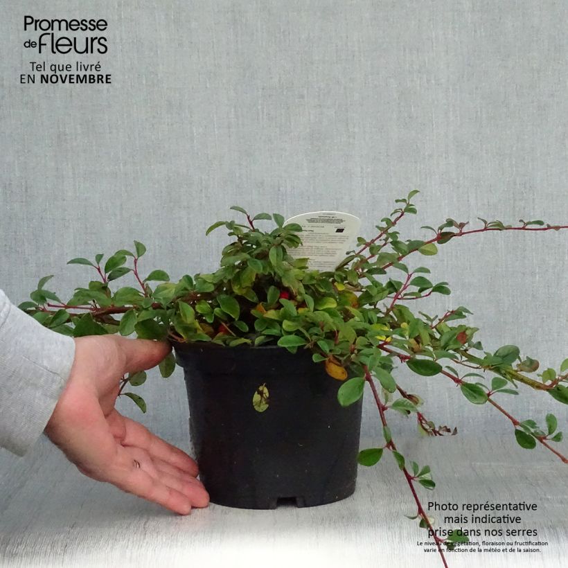 Ejemplar de Cotoneaster dammeri - Cotoneaster de gayuba Maceta 2L/3L entregado en otoño