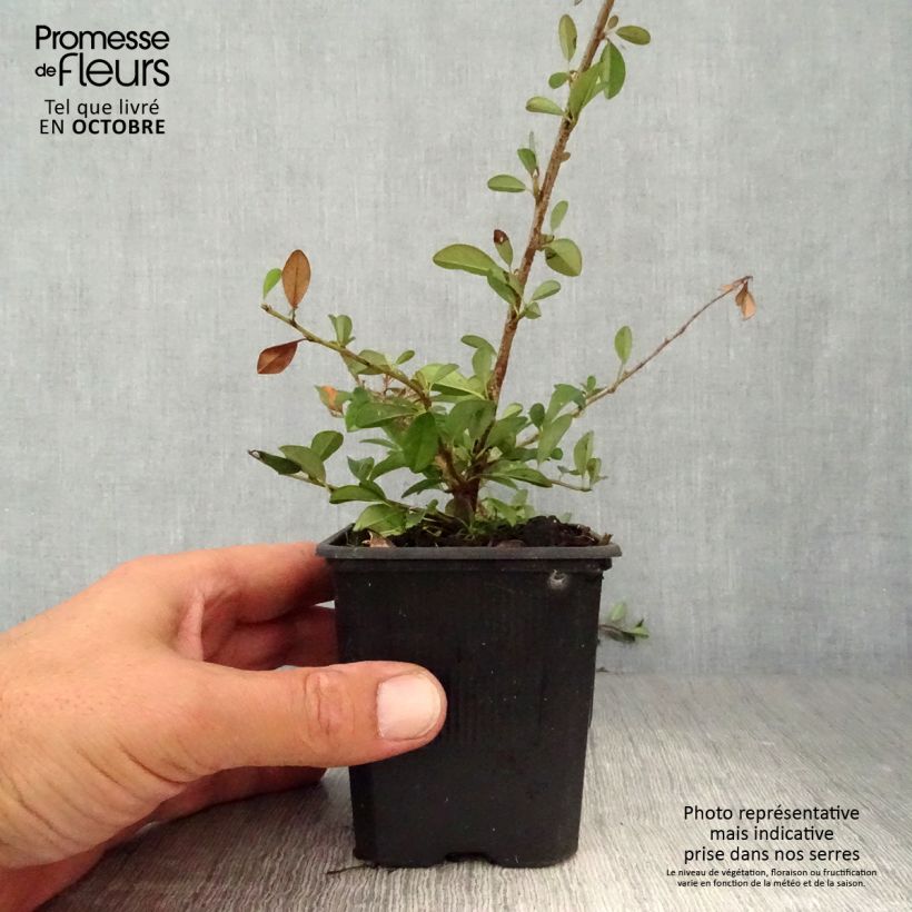 Ejemplar de Cotoneaster dammeri Eichholz Maceta de 8/9 cm entregado en otoño
