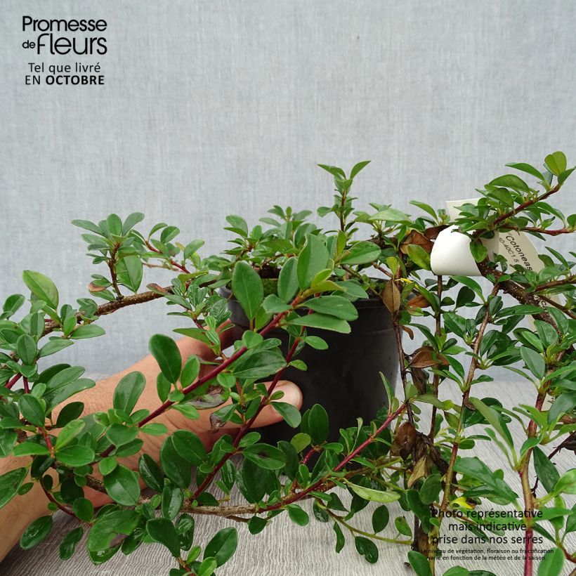 Ejemplar de Cotoneaster dammeri Eichholz Maceta 1L/1,5L entregado en otoño