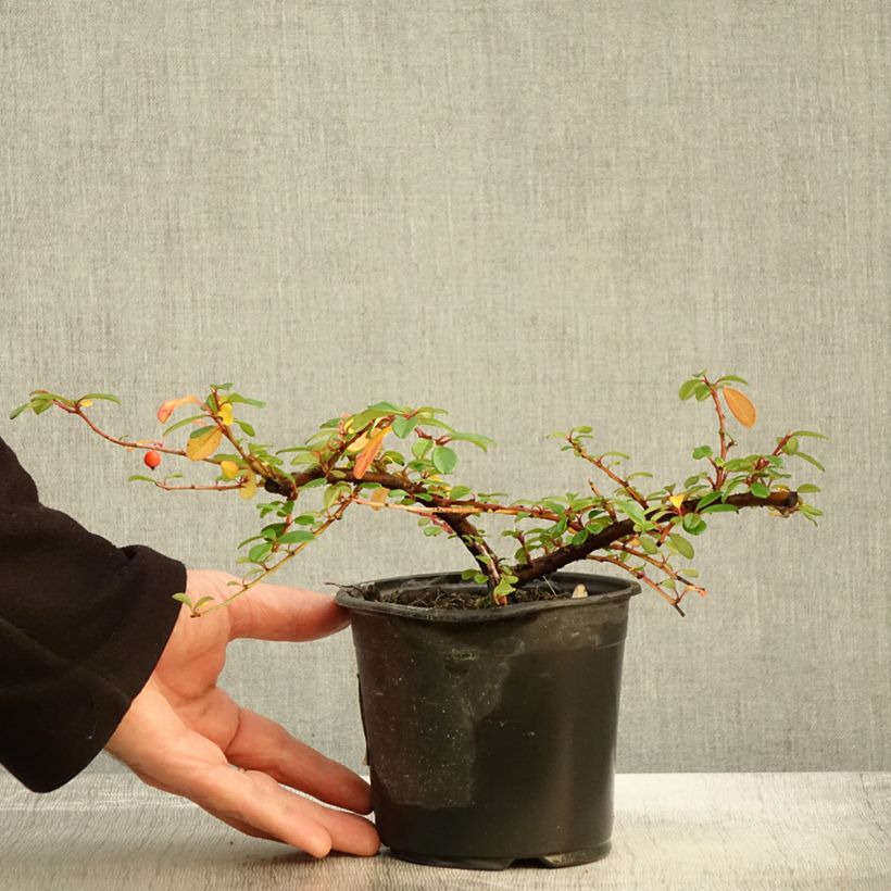 Ejemplar de Cotoneaster dammeri Miranda Maceta 1L/1,5L entregado en otoño