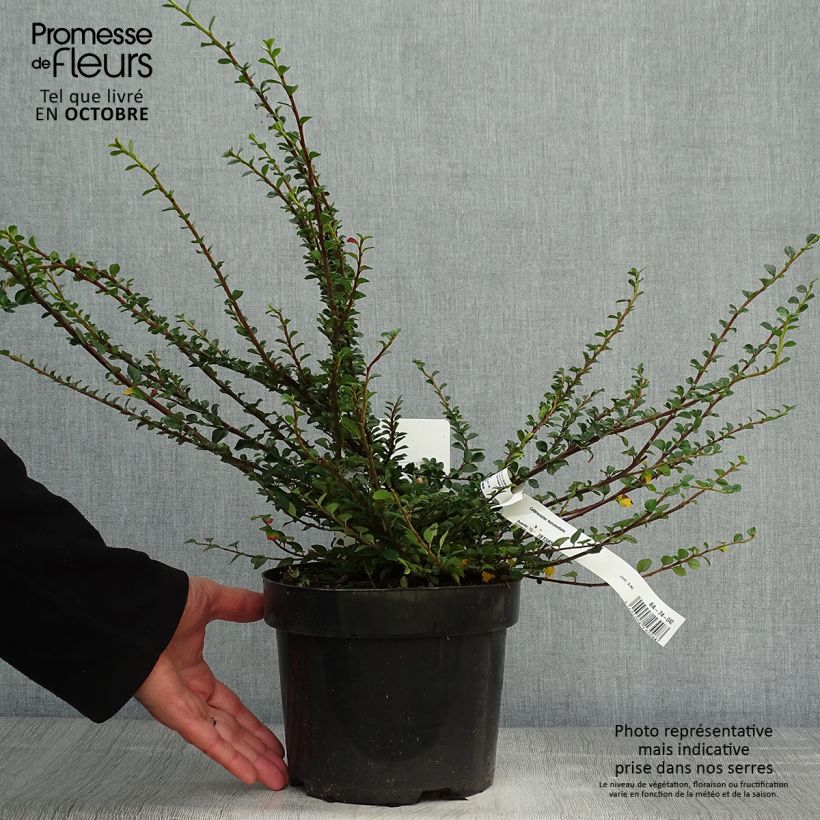 Ejemplar de Cotoneaster horizontalis - Griñolera Maceta 2L/3L entregado en otoño