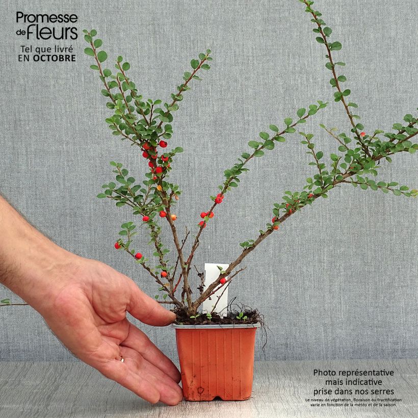 Ejemplar de Cotoneaster horizontalis - Griñolera Maceta de 8/9 cm entregado en otoño