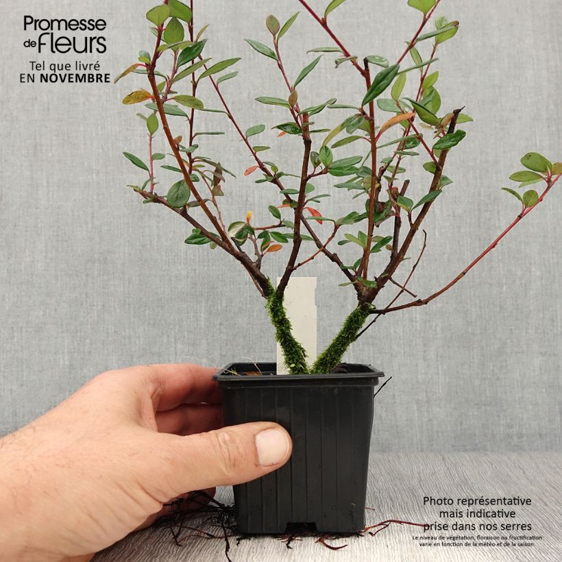 Ejemplar de Cotoneaster lacteus Maceta de 8/9 cm entregado en otoño