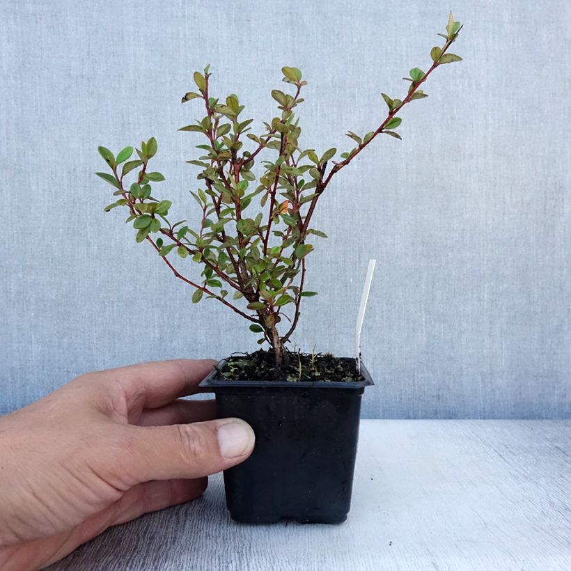 Ejemplar de Cotoneaster lacteus - Cotonéaster laiteux en godet de 9cm entregado en verano