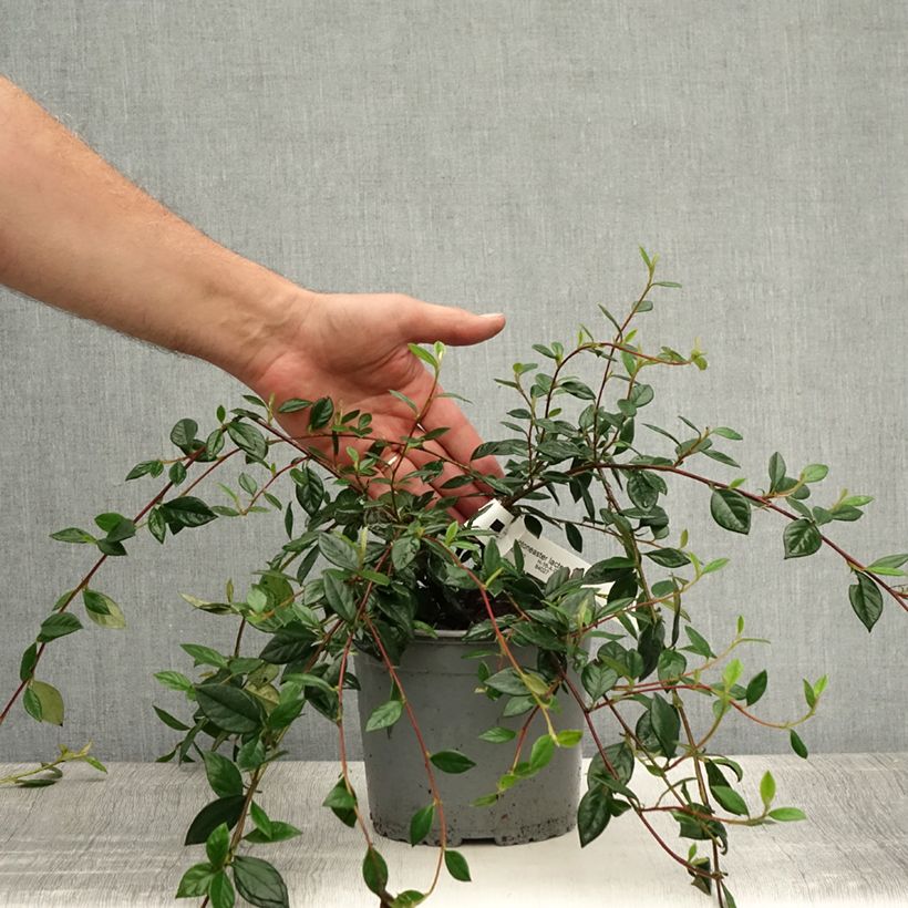 Ejemplar de Cotoneaster lacteus - Cotonéaster laiteux en pot de 2/3L entregado en verano