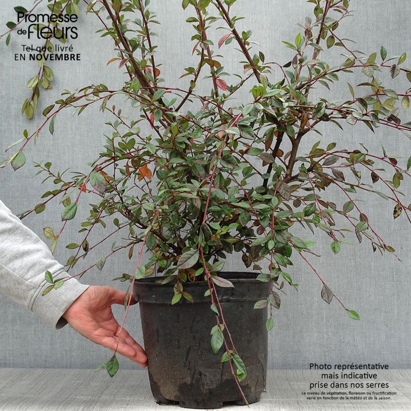 Ejemplar de Cotoneaster lacteus Maceta 7,5L/10L entregado en otoño