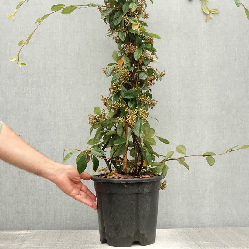 Ejemplar de Cotoneaster lacteus - Cotonéaster laiteux en pot de 7,5L/10L entregado en verano