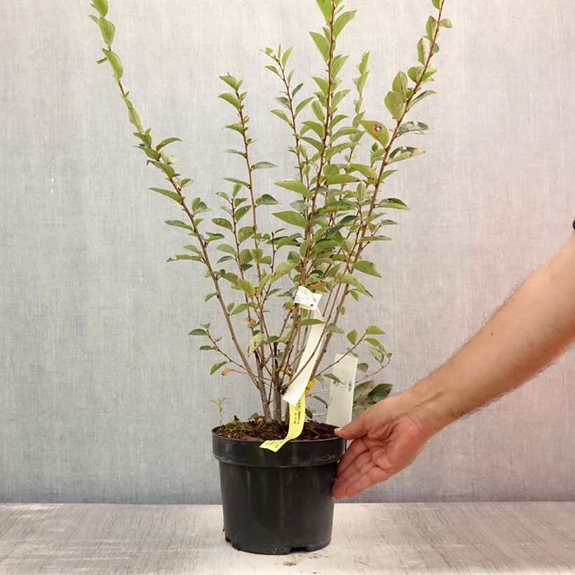 Ejemplar de Cotoneaster lucidus  Pot de 2L/3L entregado en verano