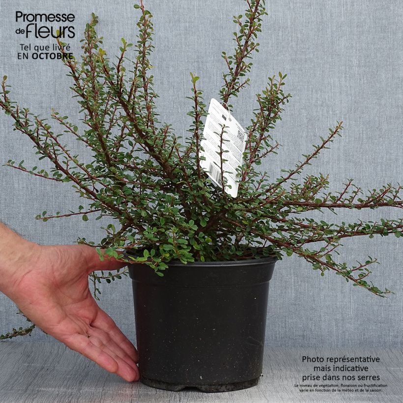 Ejemplar de Cotoneaster microphyllus Maceta 2L/3L entregado en otoño