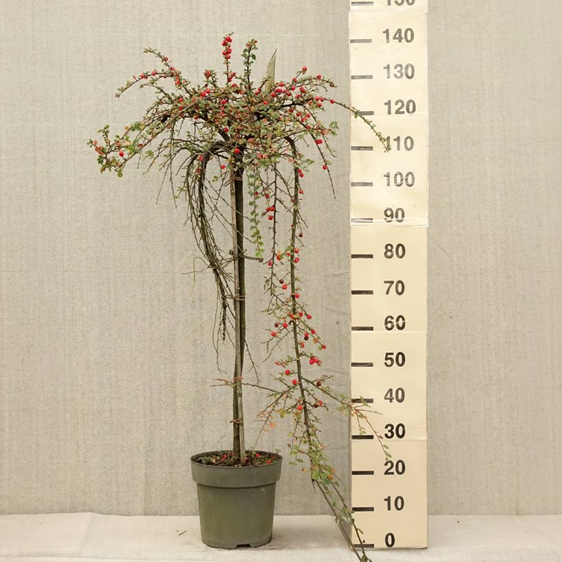 Ejemplar de Cotoneaster praecox Boer Maceta 7,5L/10L entregado en otoño
