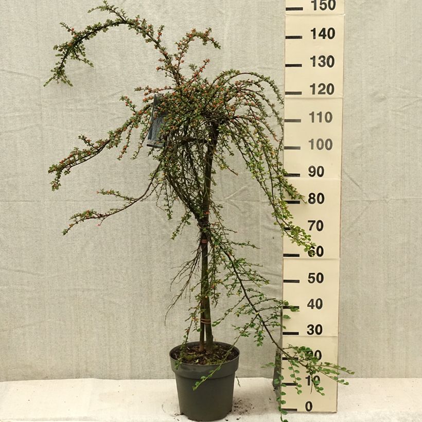 Ejemplar de Cotoneaster praecox Boer Pot de 10L Tige de 80 cm entregado en verano