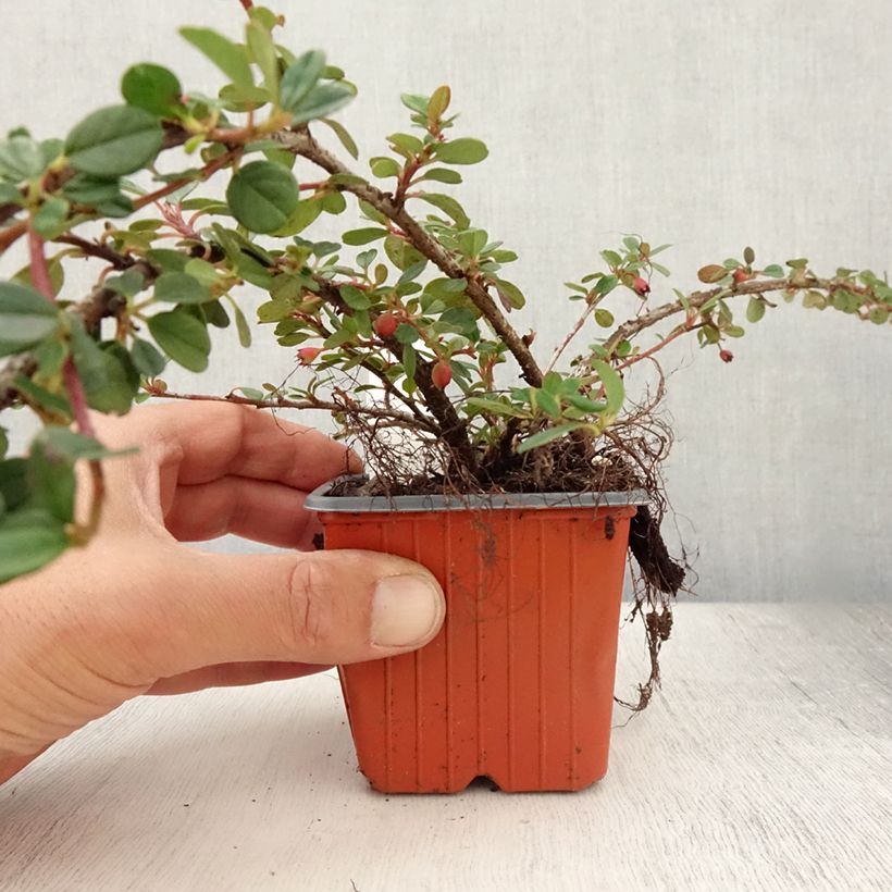 Ejemplar de Cotoneaster procumbens Queen of Carpets Maceta de 8/9 cm entregado en verano