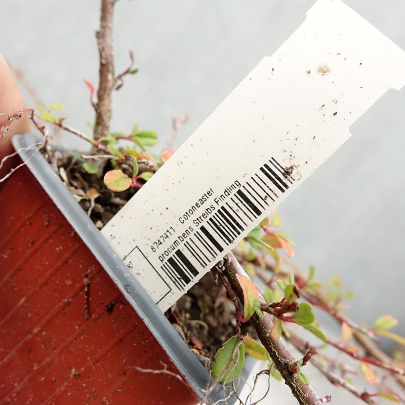 Ejemplar de Cotoneaster procumbens Streibs Findling - Cotonéaster rampant - Godet de 8/9 cm entregado en verano