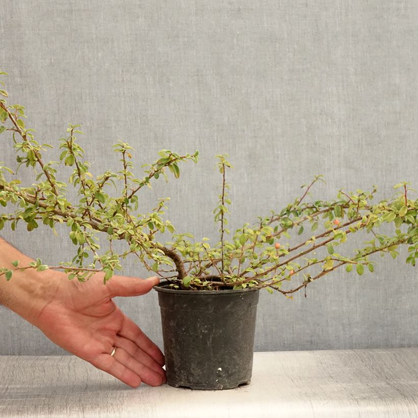Ejemplar de Cotoneaster suecicus Skogholm Maceta 1L/1,5LAltura de entrega aprox. 25/30cm entregado en verano