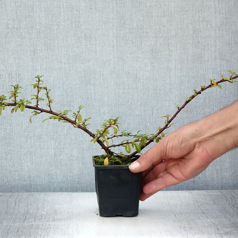 Ejemplar de Cotoneaster suecicus Skogholm Maceta de 8/9 cmAltura de entrega aprox. 20/25cm entregado en verano