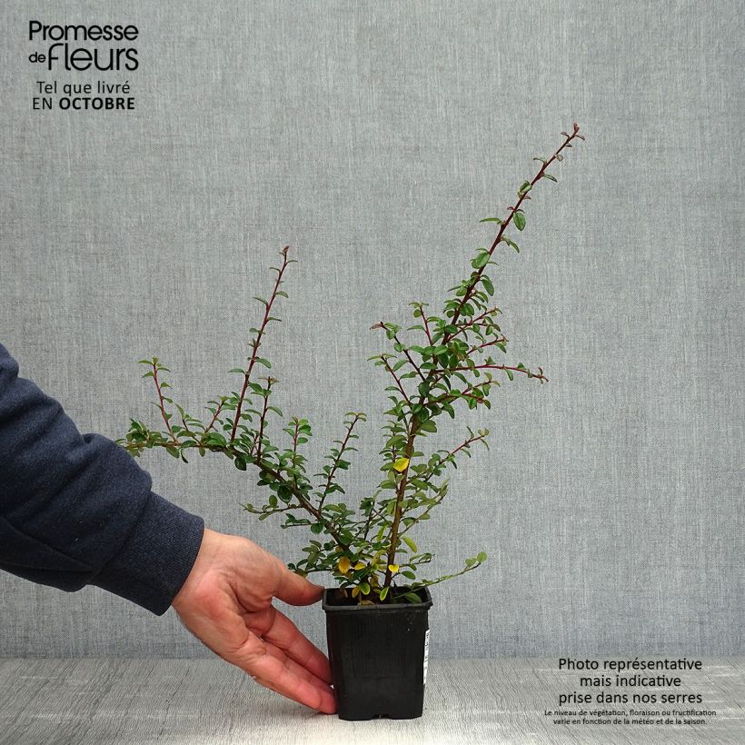 Ejemplar de Cotoneaster suecicus Coral Beauty Maceta de 8/9 cm entregado en otoño