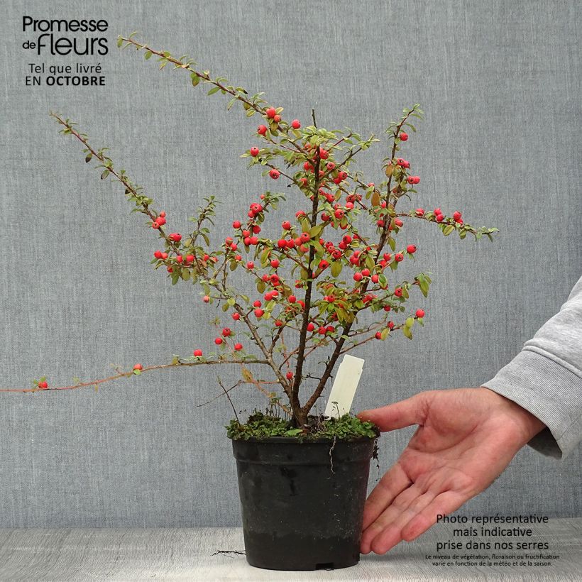 Ejemplar de Cotoneaster suecicus Coral Beauty Maceta 1L/1,5L entregado en otoño
