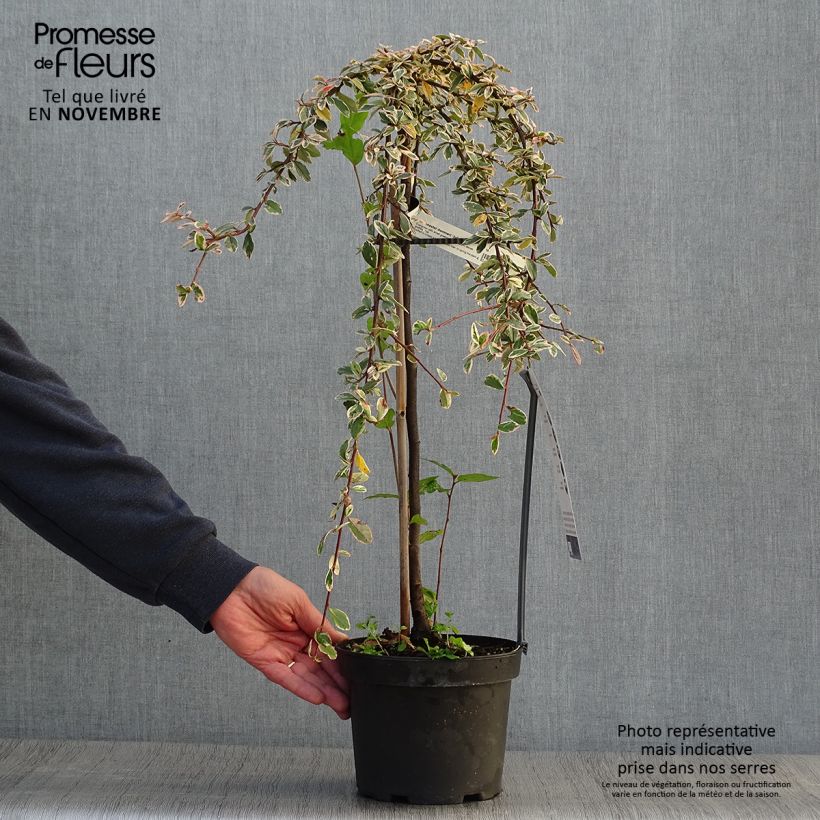 Ejemplar de Cotoneaster suecicus Juliette Maceta 4L/5L entregado en otoño