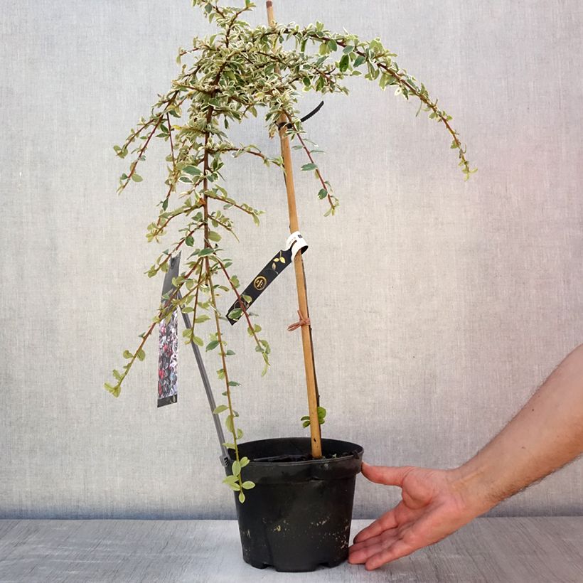 Ejemplar de Cotoneaster suecicus Juliette Pot de 3L Tige de 40 cm entregado en verano