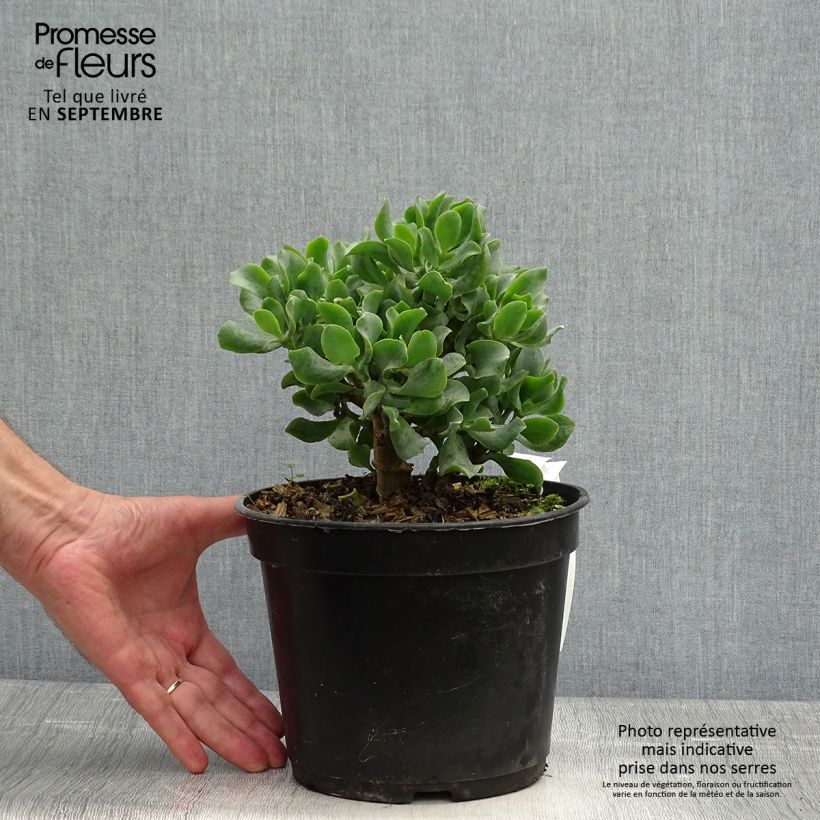 Ejemplar de Crassula arborescens Curly Grey Maceta 3L/4L entregado en otoño