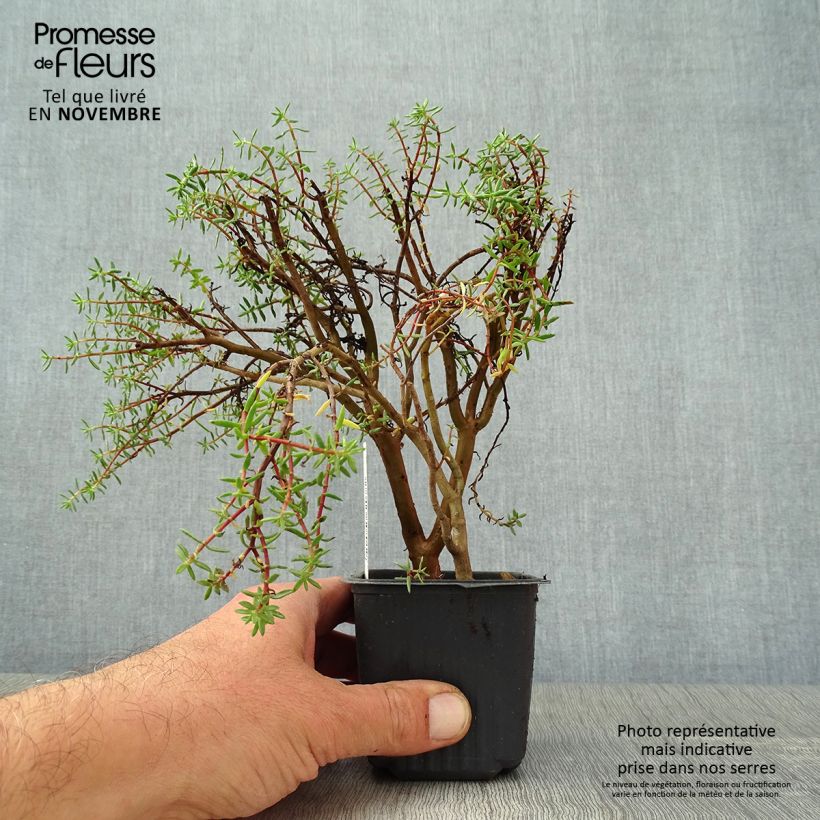 Ejemplar de Crassula sarcocaulis Maceta de 8/9 cm entregado en otoño