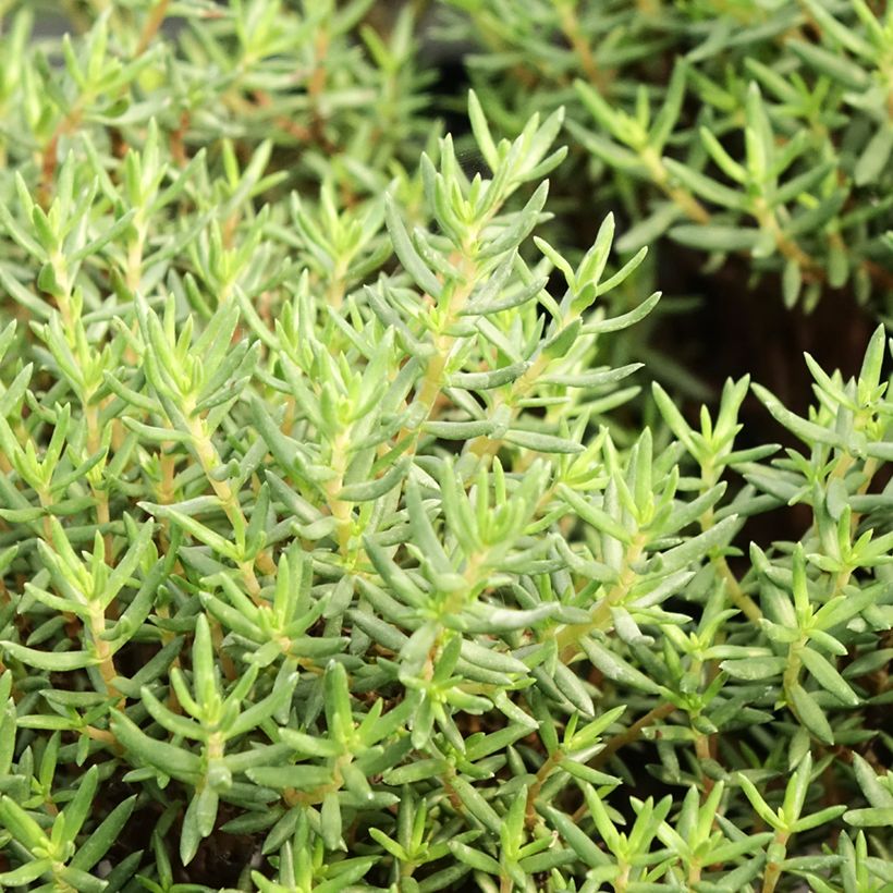Crassula sarcocaulis (Follaje)