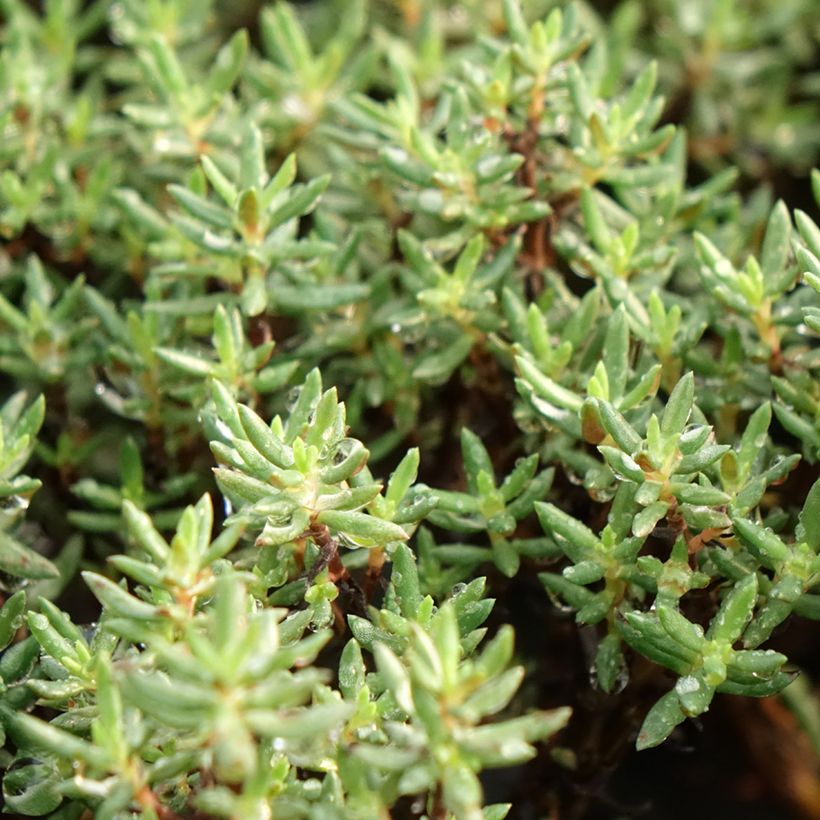 Crassula sarcocaulis (Follaje)